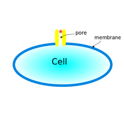 electroporation process showing pore formation in the cell membrane.