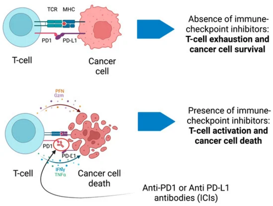 image1 PD-1/PD-L1-Checkpoint-Inhibitoren ermöglichen es T-Zellen, Prostatakrebszellen anzugreifen.